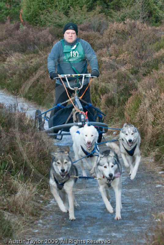 Class B - Racing Team competing in the Siberian Husky Club of GB Sled Dog Rally 2009, Glenmore Forest Park, Aviemore, Inverness-shire