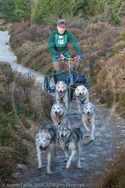 Class B - Racing Team competing in the Siberian Husky Club of GB Sled Dog Rally 2009, Glenmore Forest Park, Aviemore, Inverness-shire