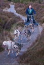 Class B - Racing Team competing in the Siberian Husky Club of GB Sled Dog Rally 2009, Glenmore Forest Park, Aviemore, Inverness-shire
