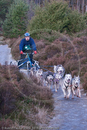 Class B - Racing Team competing in the Siberian Husky Club of GB Sled Dog Rally 2009, Glenmore Forest Park, Aviemore, Inverness-shire
