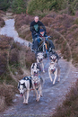 Class B - Racing Team competing in the Siberian Husky Club of GB Sled Dog Rally 2009, Glenmore Forest Park, Aviemore, Inverness-shire
