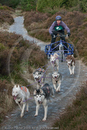 Class B - Racing Team competing in the Siberian Husky Club of GB Sled Dog Rally 2009, Glenmore Forest Park, Aviemore, Inverness-shire