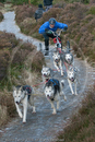 Class B - Racing Team competing in the Siberian Husky Club of GB Sled Dog Rally 2009, Glenmore Forest Park, Aviemore, Inverness-shire