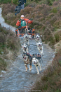 Class B - Racing Team competing in the Siberian Husky Club of GB Sled Dog Rally 2009, Glenmore Forest Park, Aviemore, Inverness-shire