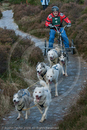 Class B - Racing Team competing in the Siberian Husky Club of GB Sled Dog Rally 2009, Glenmore Forest Park, Aviemore, Inverness-shire