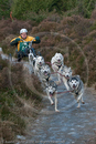 Class B - Racing Team competing in the Siberian Husky Club of GB Sled Dog Rally 2009, Glenmore Forest Park, Aviemore, Inverness-shire