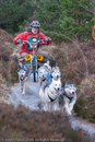 Class B - Racing Team competing in the Siberian Husky Club of GB Sled Dog Rally 2009, Glenmore Forest Park, Aviemore, Inverness-shire
