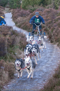 Class B - Racing Team competing in the Siberian Husky Club of GB Sled Dog Rally 2009, Glenmore Forest Park, Aviemore, Inverness-shire