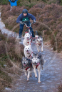 Class B - Racing Team competing in the Siberian Husky Club of GB Sled Dog Rally 2009, Glenmore Forest Park, Aviemore, Inverness-shire