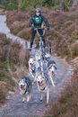 Class B - Racing Team competing in the Siberian Husky Club of GB Sled Dog Rally 2009, Glenmore Forest Park, Aviemore, Inverness-shire