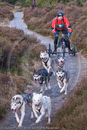 Class B - Racing Team competing in the Siberian Husky Club of GB Sled Dog Rally 2009, Glenmore Forest Park, Aviemore, Inverness-shire