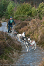 Class B - Racing Team competing in the Siberian Husky Club of GB Sled Dog Rally 2009, Glenmore Forest Park, Aviemore, Inverness-shire