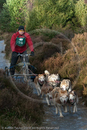 Class B - Racing Team competing in the Siberian Husky Club of GB Sled Dog Rally 2009, Glenmore Forest Park, Aviemore, Inverness-shire