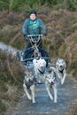 Class B - Racing Team competing in the Siberian Husky Club of GB Sled Dog Rally 2009, Glenmore Forest Park, Aviemore, Inverness-shire