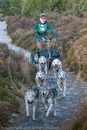 Class B - Racing Team competing in the Siberian Husky Club of GB Sled Dog Rally 2009, Glenmore Forest Park, Aviemore, Inverness-shire