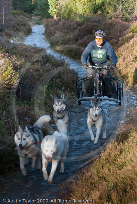 Class C - Racing Team competing in the Siberian Husky Club of GB Sled Dog Rally 2009, Glenmore Forest Park, Aviemore, Inverness-shire