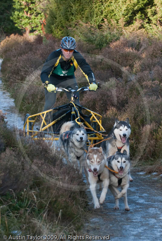 Class C - Racing Team competing in the Siberian Husky Club of GB Sled Dog Rally 2009, Glenmore Forest Park, Aviemore, Inverness-shire
