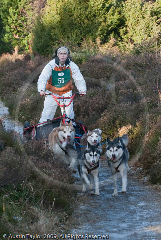 Class C - Racing Team competing in the Siberian Husky Club of GB Sled Dog Rally 2009, Glenmore Forest Park, Aviemore, Inverness-shire