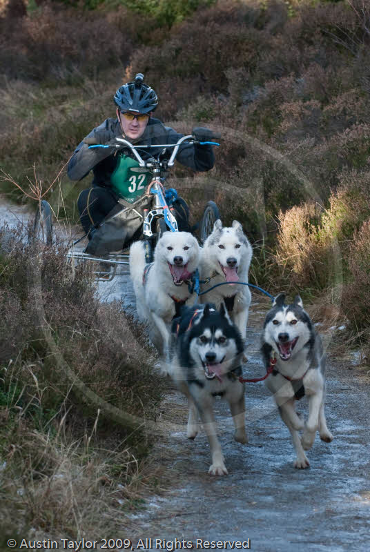 Class C - Racing Team competing in the Siberian Husky Club of GB Sled Dog Rally 2009, Glenmore Forest Park, Aviemore, Inverness-shire