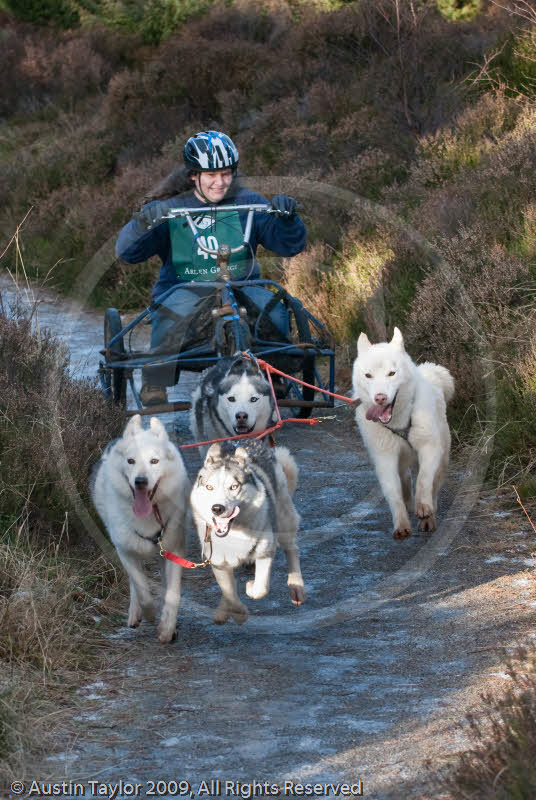 Class C - Racing Team competing in the Siberian Husky Club of GB Sled Dog Rally 2009, Glenmore Forest Park, Aviemore, Inverness-shire