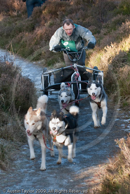 Class C - Racing Team competing in the Siberian Husky Club of GB Sled Dog Rally 2009, Glenmore Forest Park, Aviemore, Inverness-shire