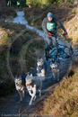 Class C - Racing Team competing in the Siberian Husky Club of GB Sled Dog Rally 2009, Glenmore Forest Park, Aviemore, Inverness-shire