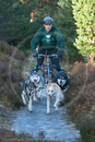 Class C - Racing Team competing in the Siberian Husky Club of GB Sled Dog Rally 2009, Glenmore Forest Park, Aviemore, Inverness-shire