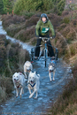 Class C - Racing Team competing in the Siberian Husky Club of GB Sled Dog Rally 2009, Glenmore Forest Park, Aviemore, Inverness-shire