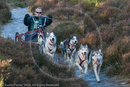 Class C - Racing Team competing in the Siberian Husky Club of GB Sled Dog Rally 2009, Glenmore Forest Park, Aviemore, Inverness-shire