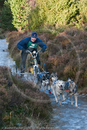 Class C - Racing Team competing in the Siberian Husky Club of GB Sled Dog Rally 2009, Glenmore Forest Park, Aviemore, Inverness-shire