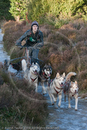 Class C - Racing Team competing in the Siberian Husky Club of GB Sled Dog Rally 2009, Glenmore Forest Park, Aviemore, Inverness-shire