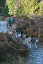 Class C - Racing Team competing in the Siberian Husky Club of GB Sled Dog Rally 2009, Glenmore Forest Park, Aviemore, Inverness-shire