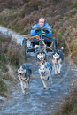 Class C - Racing Team competing in the Siberian Husky Club of GB Sled Dog Rally 2009, Glenmore Forest Park, Aviemore, Inverness-shire