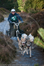 Class C - Racing Team competing in the Siberian Husky Club of GB Sled Dog Rally 2009, Glenmore Forest Park, Aviemore, Inverness-shire