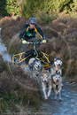 Class C - Racing Team competing in the Siberian Husky Club of GB Sled Dog Rally 2009, Glenmore Forest Park, Aviemore, Inverness-shire