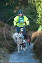 Class C - Racing Team competing in the Siberian Husky Club of GB Sled Dog Rally 2009, Glenmore Forest Park, Aviemore, Inverness-shire