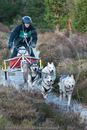 Class C - Racing Team competing in the Siberian Husky Club of GB Sled Dog Rally 2009, Glenmore Forest Park, Aviemore, Inverness-shire
