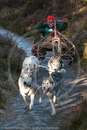 Class C - Racing Team competing in the Siberian Husky Club of GB Sled Dog Rally 2009, Glenmore Forest Park, Aviemore, Inverness-shire
