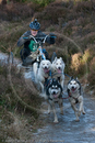 Class C - Racing Team competing in the Siberian Husky Club of GB Sled Dog Rally 2009, Glenmore Forest Park, Aviemore, Inverness-shire