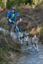 Class C - Racing Team competing in the Siberian Husky Club of GB Sled Dog Rally 2009, Glenmore Forest Park, Aviemore, Inverness-shire