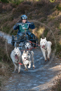 Class C - Racing Team competing in the Siberian Husky Club of GB Sled Dog Rally 2009, Glenmore Forest Park, Aviemore, Inverness-shire