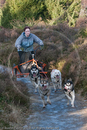 Class C - Racing Team competing in the Siberian Husky Club of GB Sled Dog Rally 2009, Glenmore Forest Park, Aviemore, Inverness-shire