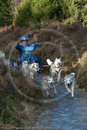 Class C - Racing Team competing in the Siberian Husky Club of GB Sled Dog Rally 2009, Glenmore Forest Park, Aviemore, Inverness-shire
