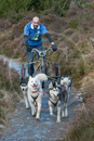 Class C - Racing Team competing in the Siberian Husky Club of GB Sled Dog Rally 2009, Glenmore Forest Park, Aviemore, Inverness-shire