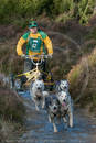 Class C - Racing Team competing in the Siberian Husky Club of GB Sled Dog Rally 2009, Glenmore Forest Park, Aviemore, Inverness-shire