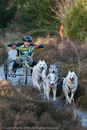 Class C - Racing Team competing in the Siberian Husky Club of GB Sled Dog Rally 2009, Glenmore Forest Park, Aviemore, Inverness-shire