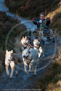 Class C - Racing Team competing in the Siberian Husky Club of GB Sled Dog Rally 2009, Glenmore Forest Park, Aviemore, Inverness-shire