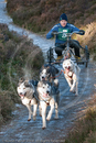 Class C - Racing Team competing in the Siberian Husky Club of GB Sled Dog Rally 2009, Glenmore Forest Park, Aviemore, Inverness-shire
