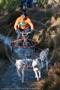 Class C - Racing Team competing in the Siberian Husky Club of GB Sled Dog Rally 2009, Glenmore Forest Park, Aviemore, Inverness-shire