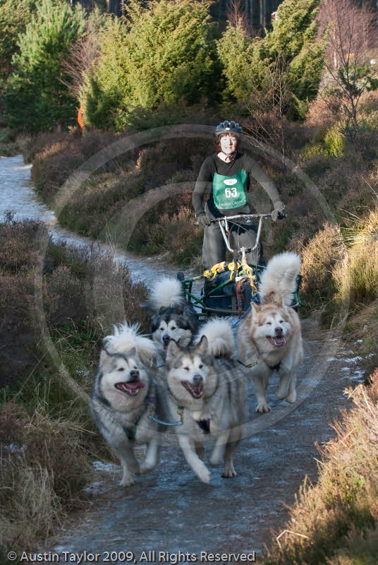 Class C2 - Racing Team competing in the Siberian Husky Club of GB Sled Dog Rally 2009, Glenmore Forest Park, Aviemore, Inverness-shire